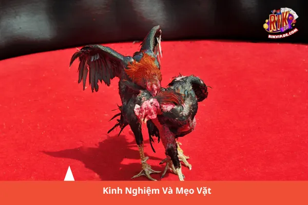 Trực Tiếp Đá Gà C1